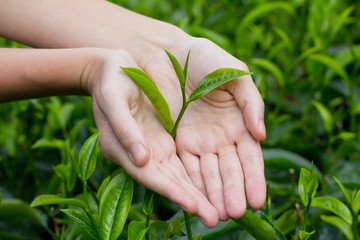 Fresh tea leaves in hands over tea bush on plantation