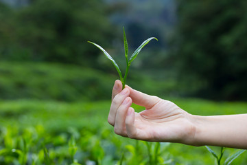 Tea leaves in fingers over tea bushes on plantation