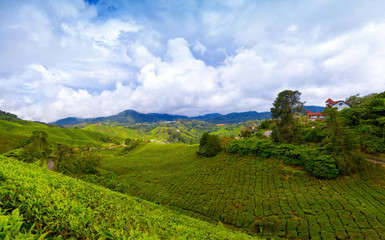 Fototapeta na wymiar Mountain tea plantation at Cameron Highlands, Malaysia