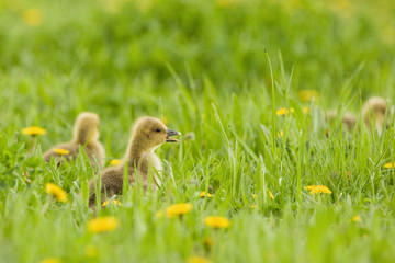 Graugänse (Anser anser