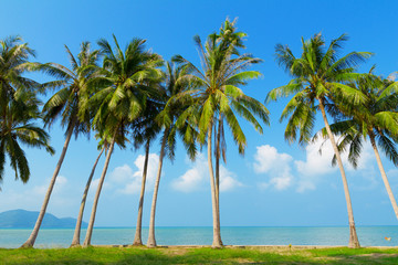 Fototapeta premium Palm tress on sea shore, Thailand