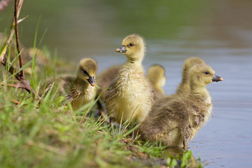 Graugänse (Anser anser)
