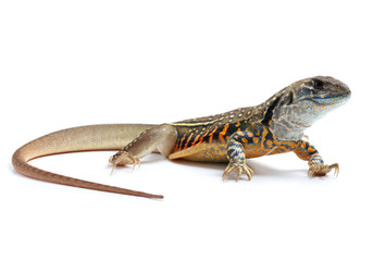 Fototapeta premium Butterfly Agama Lizard isolated on white background