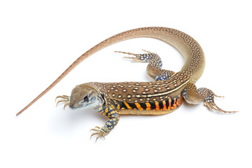Butterfly Agama Lizard isolated on white background