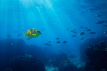Tropical sea underwater shot