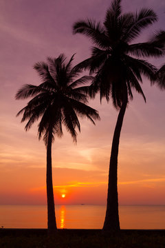 Beautiful tropical sunset with palm trees silhoette