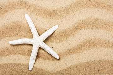 Fototapeta na wymiar muszle na piasku morza