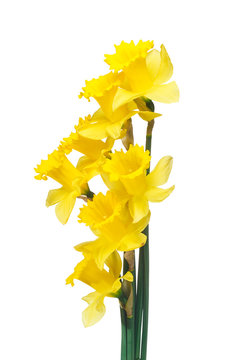 Spring Daffodils Border Or Frame Background