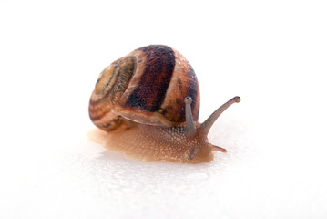Snail