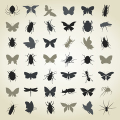 Collection of insects4