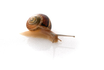 Snail