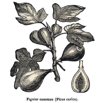 Figuier commun (Ficus carica)