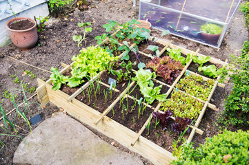 Vegetable garden