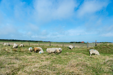 Sheep at Texel island