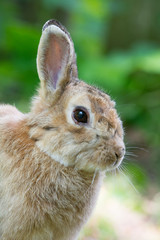 European wild rabbit