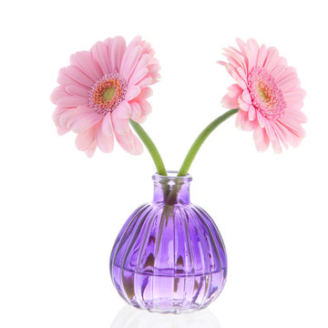 Pink Gerber flowers in vase