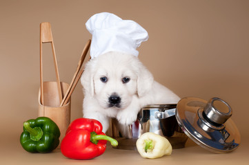 golden retriever puppy cook