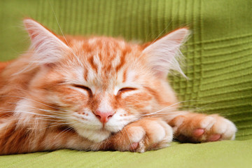 young siberian cat sleeping