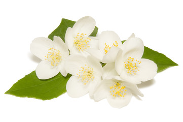 Obraz premium White jasmine flower on a white background