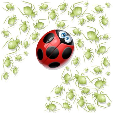 coccinella mangia afidi