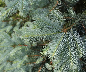 branch fir-tree (Colorado Spruce)