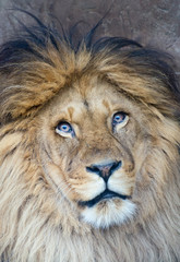 Portrait of a lion (P. Leo)
