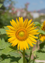 Sunflower plant
