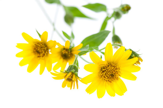 Arnika (Arnica montana) isoliert liegend auf wei&szlig;em Hintergrund