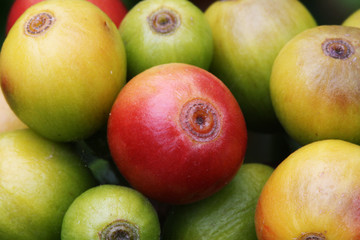 PFLANZEN_1500_Kaffeebeeren