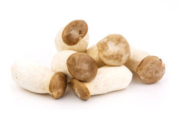 Group of Eringii mushrooom against white background