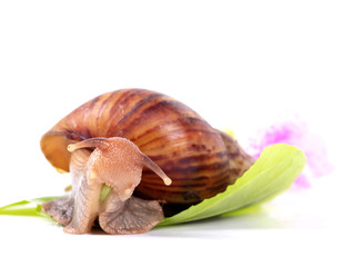 snail eating green leaves ,isolated on white background
