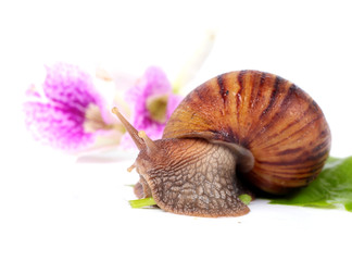 snail eating green leaves ,isolated on white background