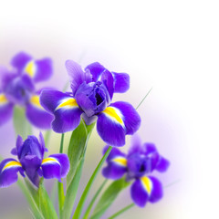 beautiful irises on a white background