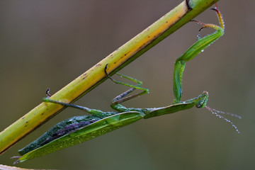 wild side of praying mantis mantodea