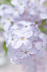 blooming lilac background close-up, selective focus