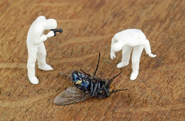 Miniature investigators photographing a dead fly
