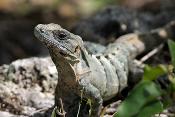 Obraz premium Spiny-tailed Iguana in Cozumel