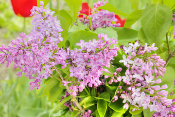 Beautiful lilac flowers