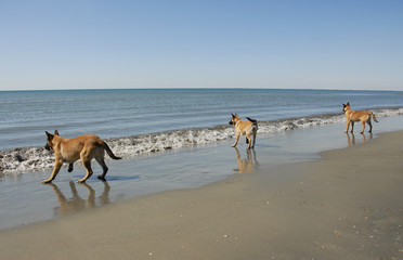 three young malinois on the beach