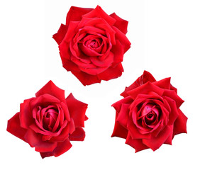 roses flowers it is isolated a holiday