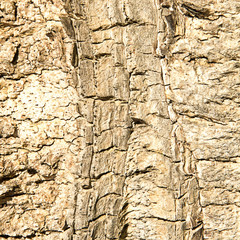 Bark texture