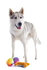 siberian husky and toys