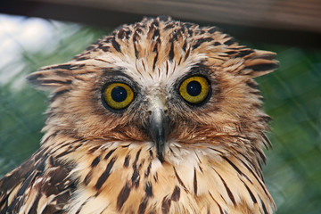 Naklejka premium Eulenblick