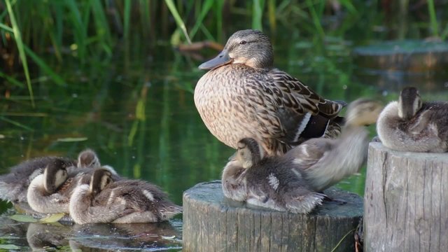 mallard duck and baby ducklings