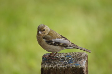 Buchfink auf Zaunpfahl
