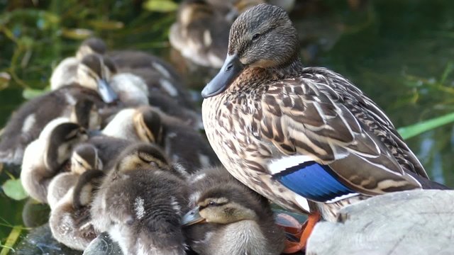 mallard duck and baby ducklings