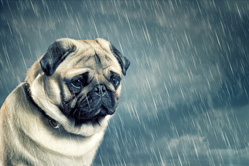 Pug in the Rain