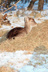 Young deer in winter forest.