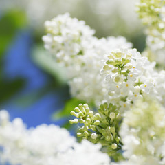 White lilac