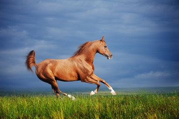 Beautiful red arabian horse running gallop